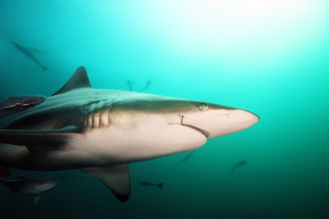 Naklejka premium The blacktip shark (Carcharhinus limbatus), portrait in the ocean. Shark with a hook in the corner of the mouth.