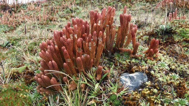 Club-mosses growing on a windswept Andean peak at 4,400m elevation above Papallacta in the Ecuadorian Andes.