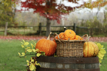 Pumpkins and gourds on old barrel