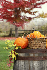 Colorful pumpkins and gourds for autumn harvest