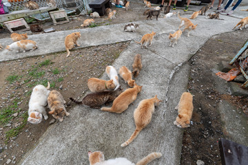 Japan Cat Island