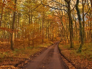 autumn amoung woods