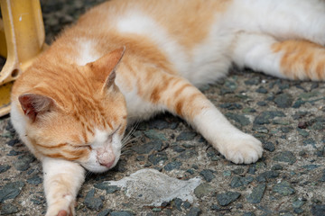 Fototapeta premium Japan Cat Island
