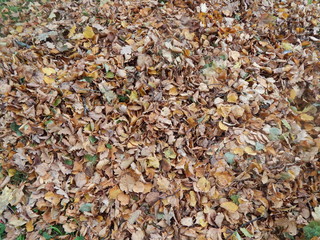 A bunch of fallen autumn leaves closeup