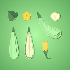 Set of paper cut zucchini. Origami squash whole, a piece, slice. Collection of vegetable marrow leaf and flower. Vector card illustration. Harvest courgette organic ingredient in paper art style.