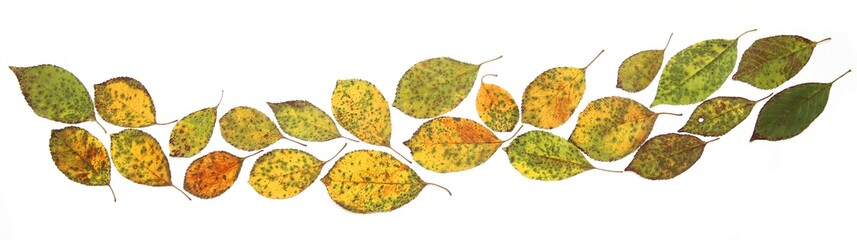 Autumn leaves isolated on white background. Colorful cherry tree leaves as frame or border.