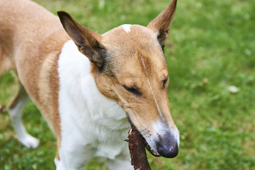 Smooth collie dog biting stick 