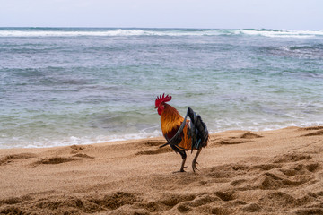 rooster on the beach