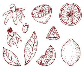 Hand drawn vintage lemon plant. Elements for the graphic design of the menu bars, restaurants, invitations, announcements.