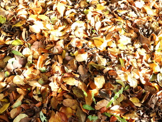 Autumn leaves on the ground on a sunny day