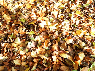 Autumn leaves on the ground on a sunny day