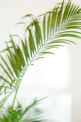 Beautiful plant in a pot on a window sill