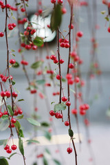Beautiful berries of the ripened red mountain ash