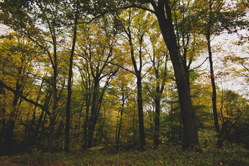 Trees with changing leaves