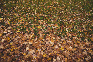 Leaves on the grass in Autumn