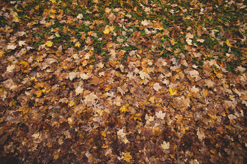 Leaves on the grass in Autumn