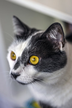Chat aux yeux jaunes