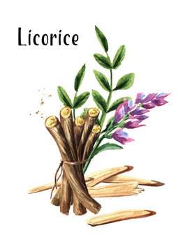 Licorice flower, leaf and root vertical composition. Medical herbs and plants. Watercolor hand drawn illustration isolated on white background