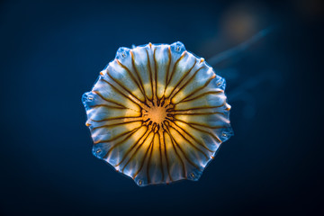 The Jellyfisch © Ben.Photoholic