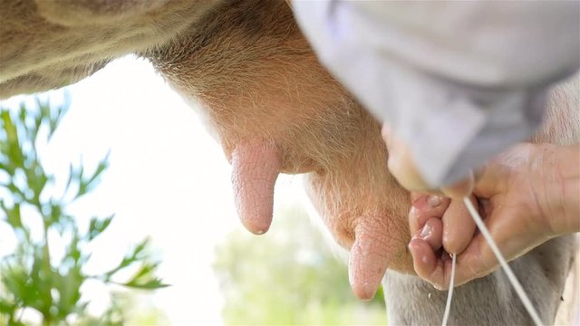 Fresh milk. The cow's udder. Hands of a woman. Close-up. The traditional method of milking a cow