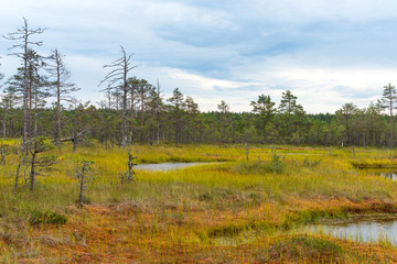 Fototapeta na wymiar Viru bog Viru raba in the Lahemaa National Park in Estonia.