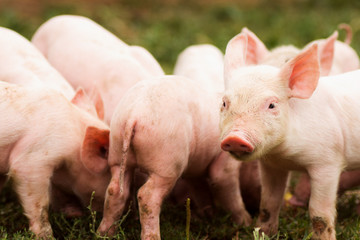 group of little pigs © baiajaku