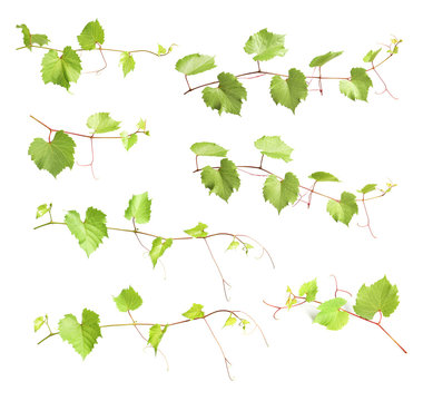 Set with green grape branches on white background