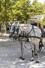 Zwei Pferde im Gespann beim Kurhaus Baden-Baden