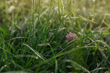 Beautiful clover flower on green meadow, closeup