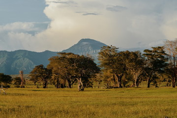 Savannah grassland against a mountain background, Tsavo, Kenya
