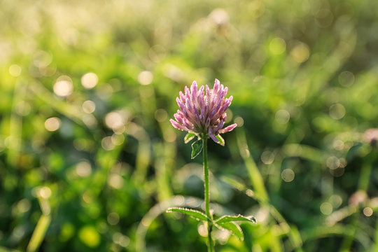 Beautiful clover flower on green meadow, closeup