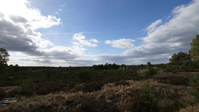Timelapse Heidekraut, Kyritz-Ruppiner Heide, Calluna Vulgaris