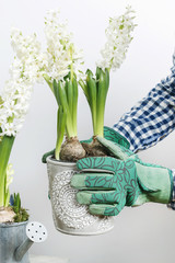 Gardener working with hyacinth flowers.