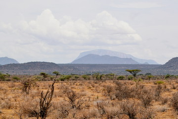 Naklejka premium Arid landscape against a mountain background, Samburu