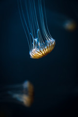 The Jellyfisch