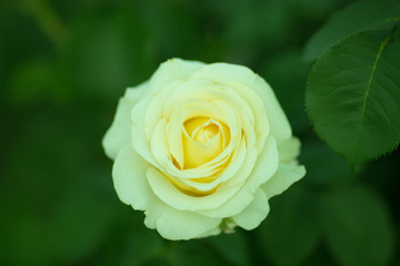 yellow rose
