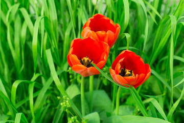 tulip