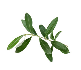Fototapeta premium Twig with fresh green olive leaves on white background