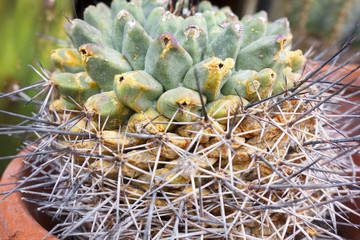 Abstract Close Up of Cactus Succulent with Large Spikes