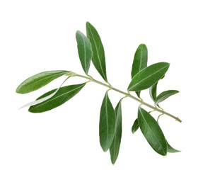 Plakat Twig with fresh green olive leaves on white background