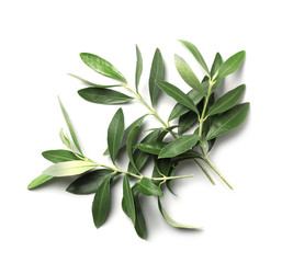 Twigs with fresh green olive leaves on white background, top view