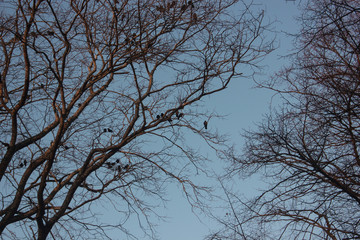 trees in sweden at nightfall