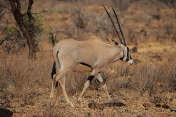 Beisa Oryx at Samburu National Park, KENYA