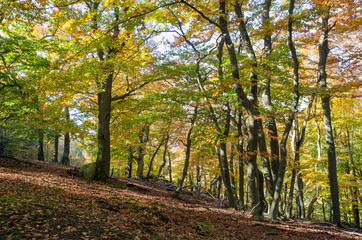Colorful autumnal forest with bright yellow foliage