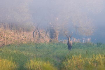 Red deer with antlers in foggy autumn forests