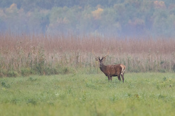 Red deer with antlers in autumn landscape