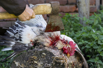 A rooster is chopped off with an ax, close-up.