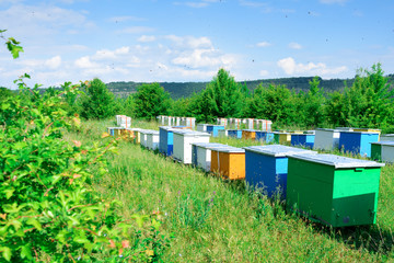 Hives with bees in the apiaries on the outskirts of the forest.