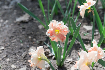 Flower bed with yellow daffodil flowers blooming in the spring, Spring flowers, floral, primroses