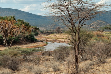Fototapeta premium River against an arid background, Ewaso Nyiro River in Samburu, Kenya